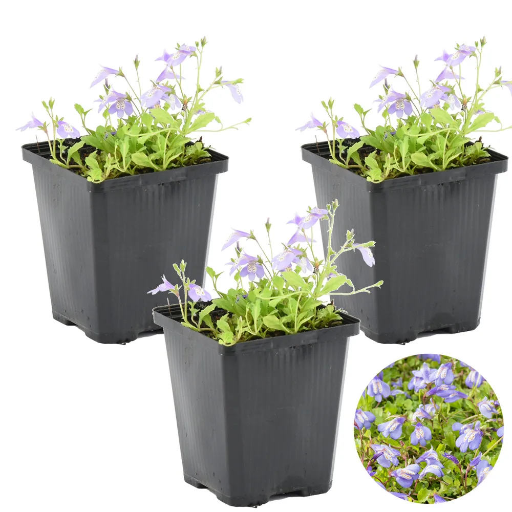 3x mazus reptans - blue mazus - plante de bassin - couvre-sol - zone 1/2 - ⌀9cm - ↕15-25 cm