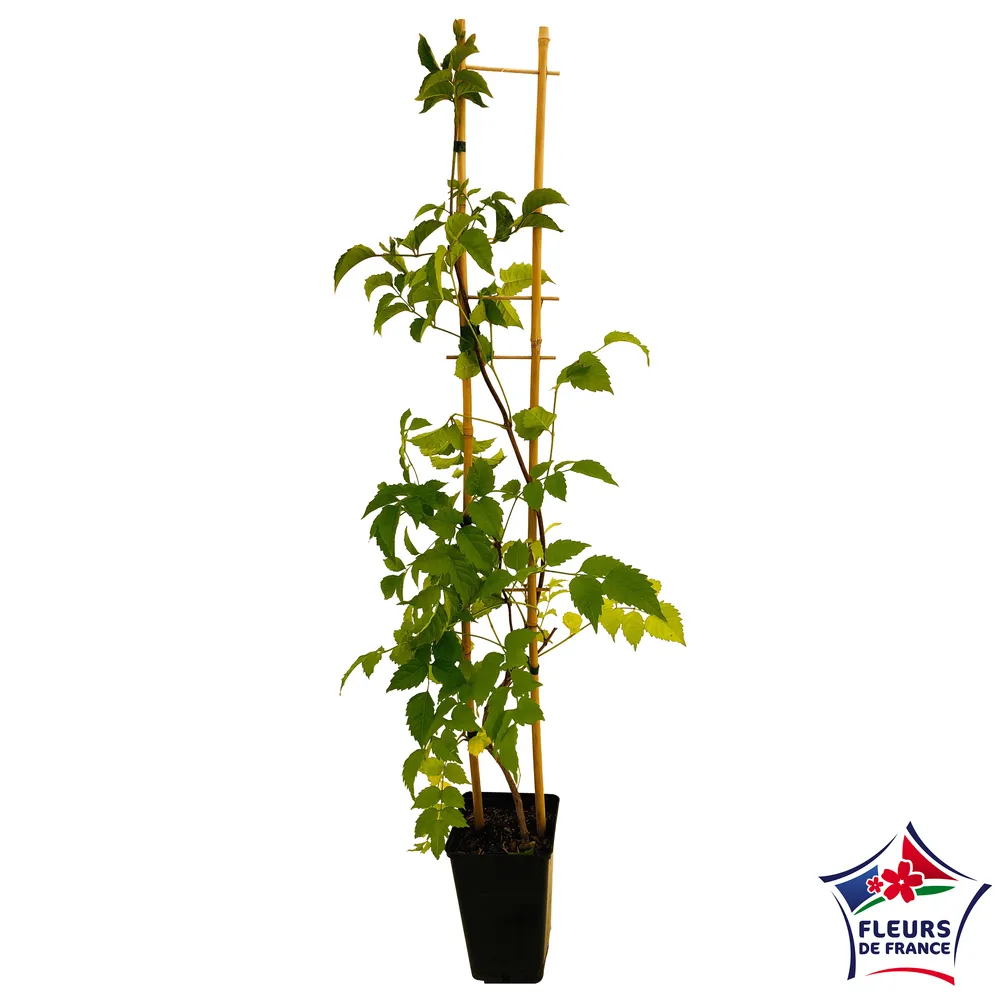 Campsis, H. 100/150 cm : ctr de 3 litres