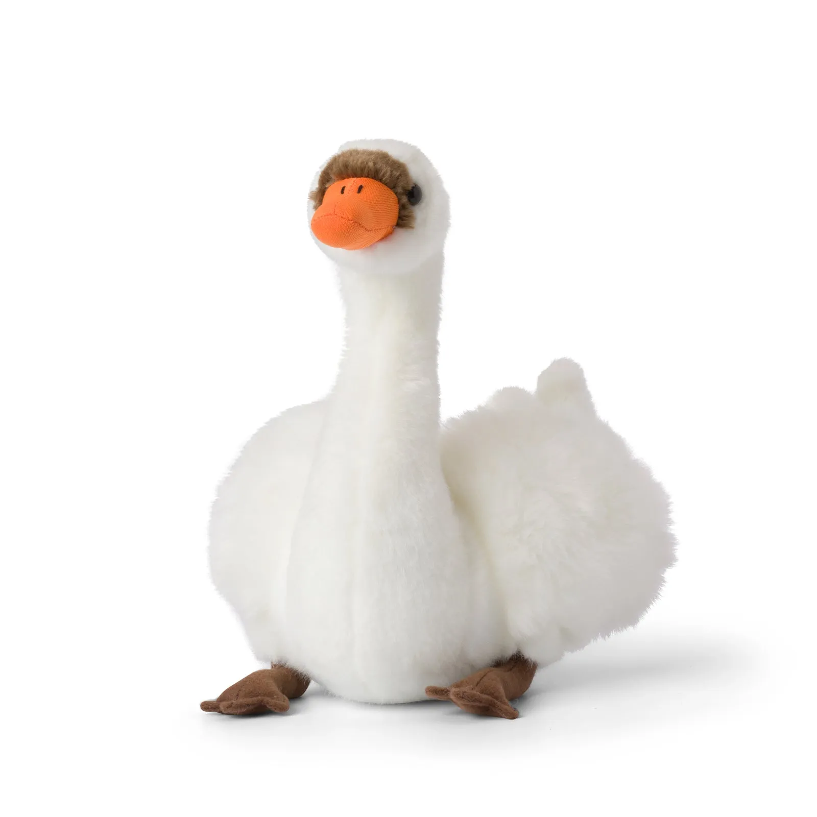 Cygne