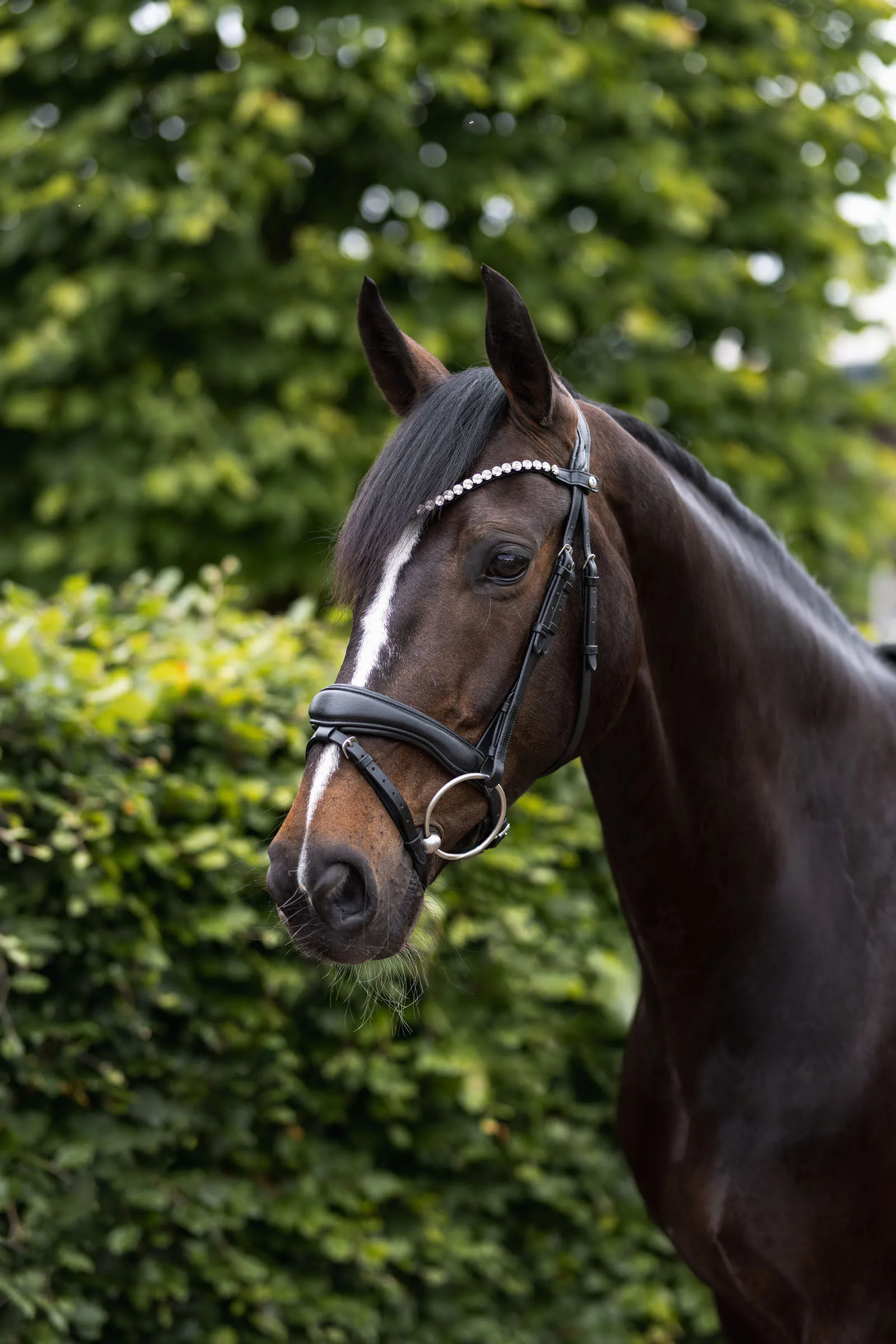 Horze Filet anatomique Somerset