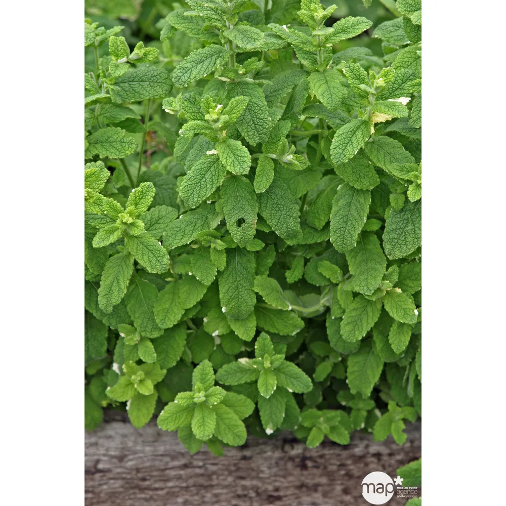 Plant de menthe citron : pot de 1 litre
