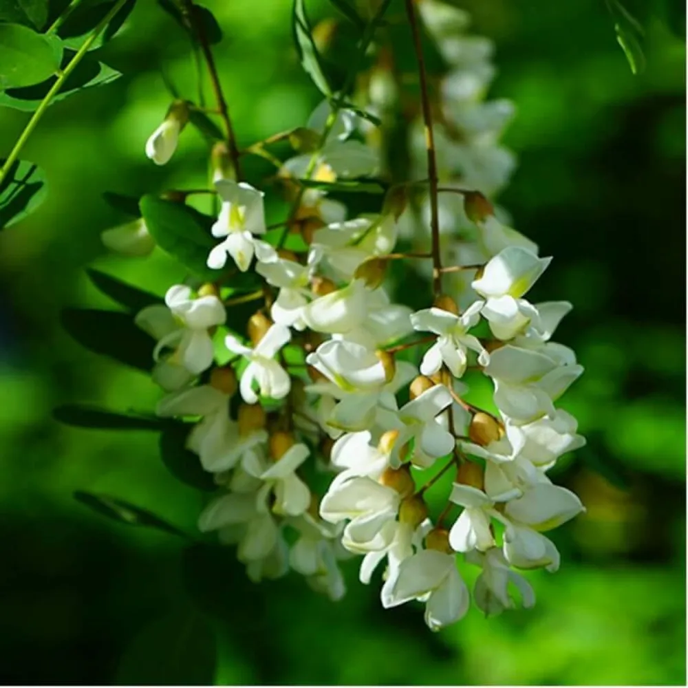 Robinier faux acacia (robinia pseudoacacia) - godet - taille 20/40cm